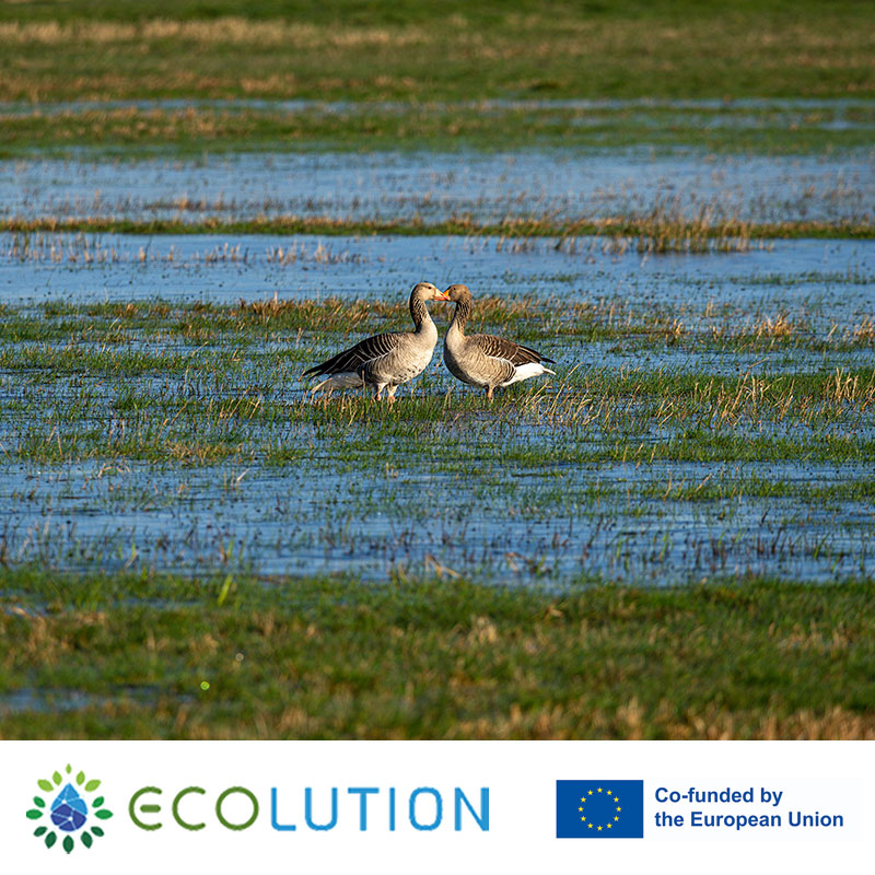 ECOLUTION: Why wetland conservation matters